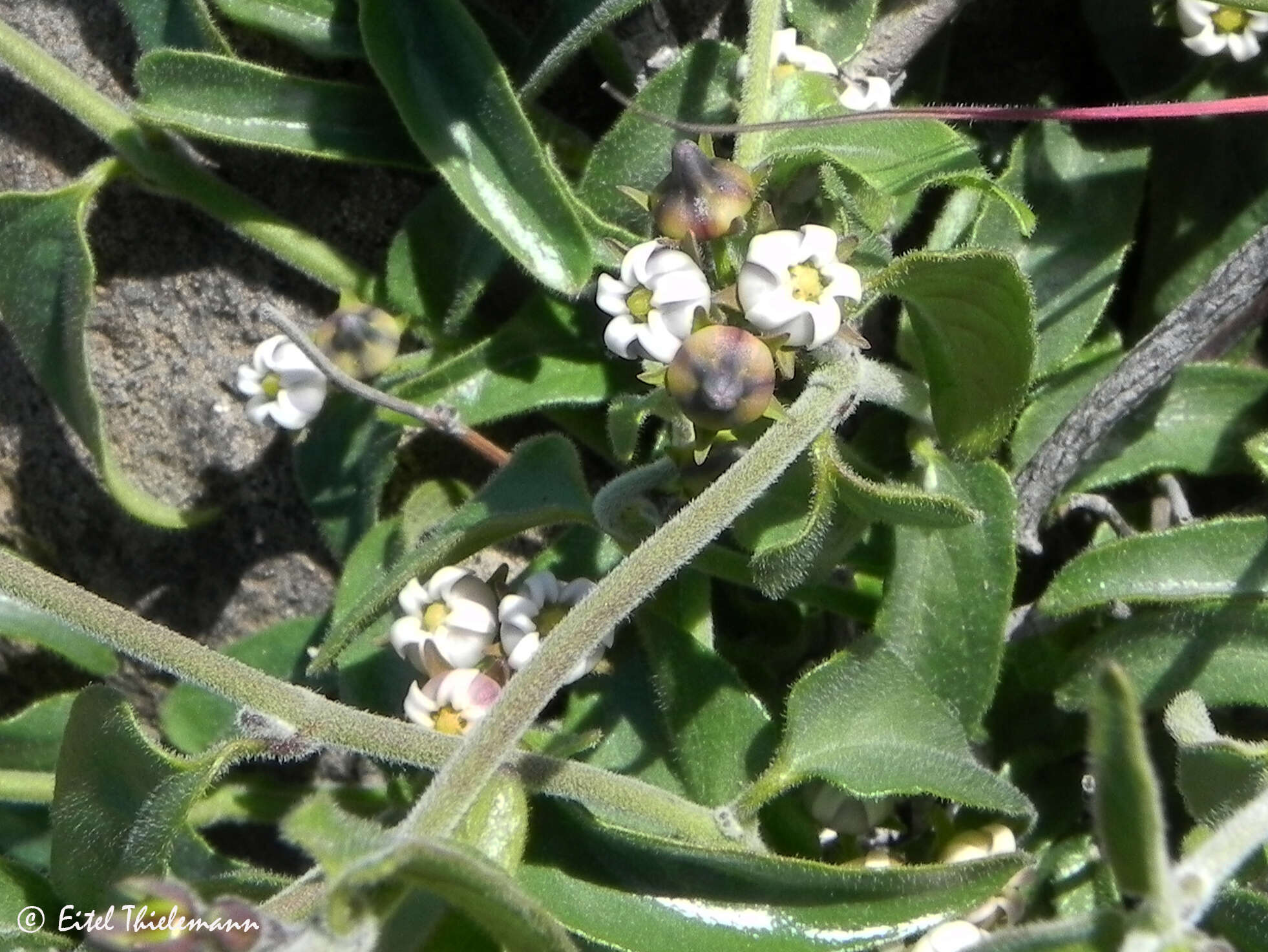 Image of Diplolepis geminiflora (Decne.) Liede & Rapini