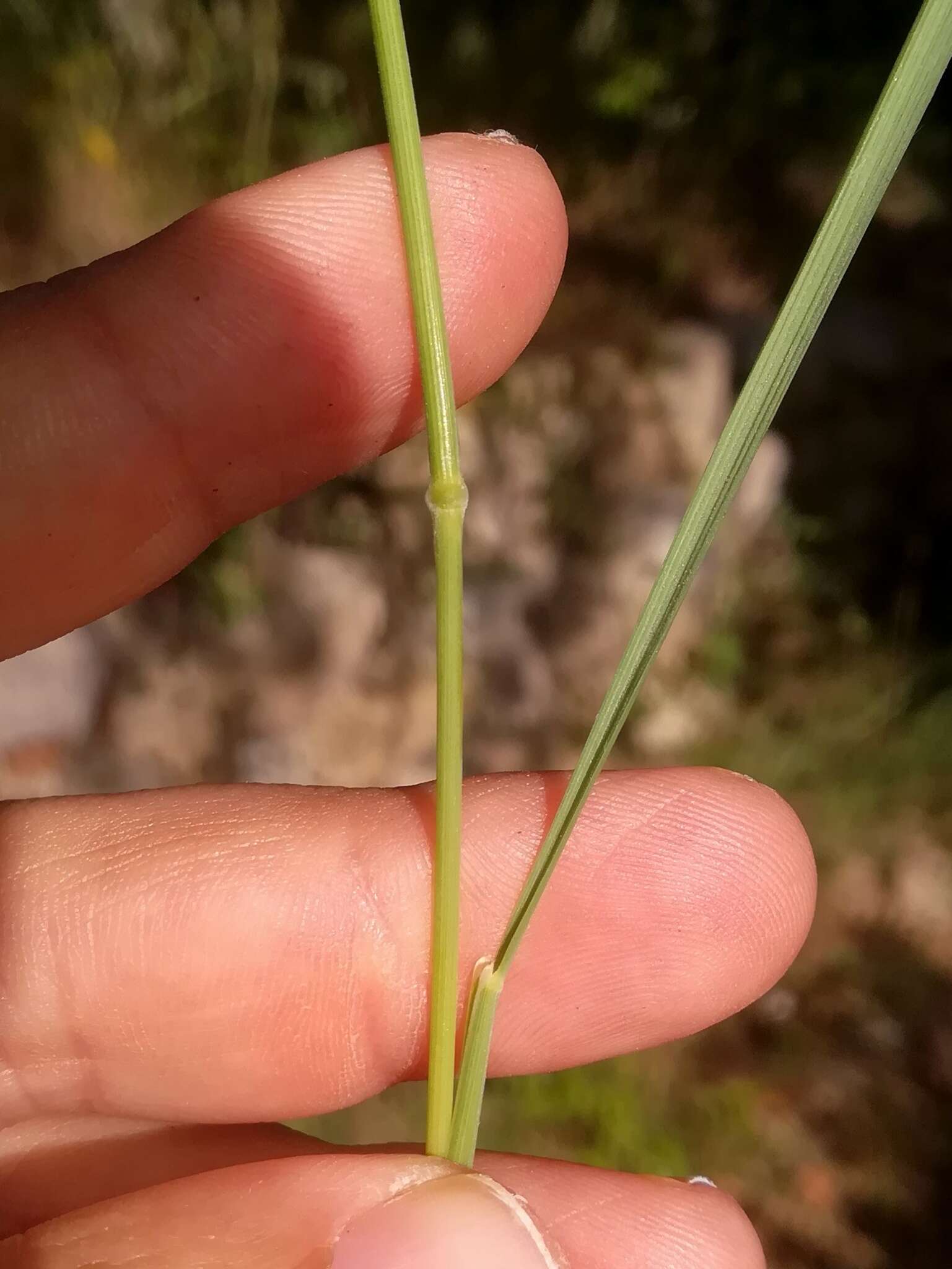 Слика од Brachypodium phoenicoides (L.) Roem. & Schult.