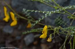 Image de Adesmia grandiflora Gillies