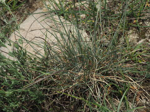 Image of Festuca marginata (Hack.) K. Richt.