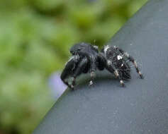 Phidippus audax (Hentz 1845) resmi