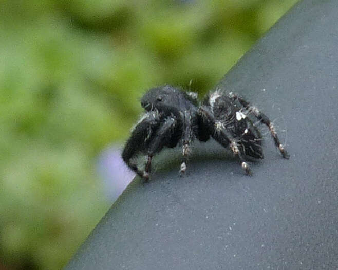 Phidippus audax (Hentz 1845) resmi