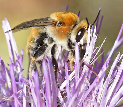 Image of Western Anthophora