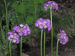 Imagem de Primula auriculata Lam.