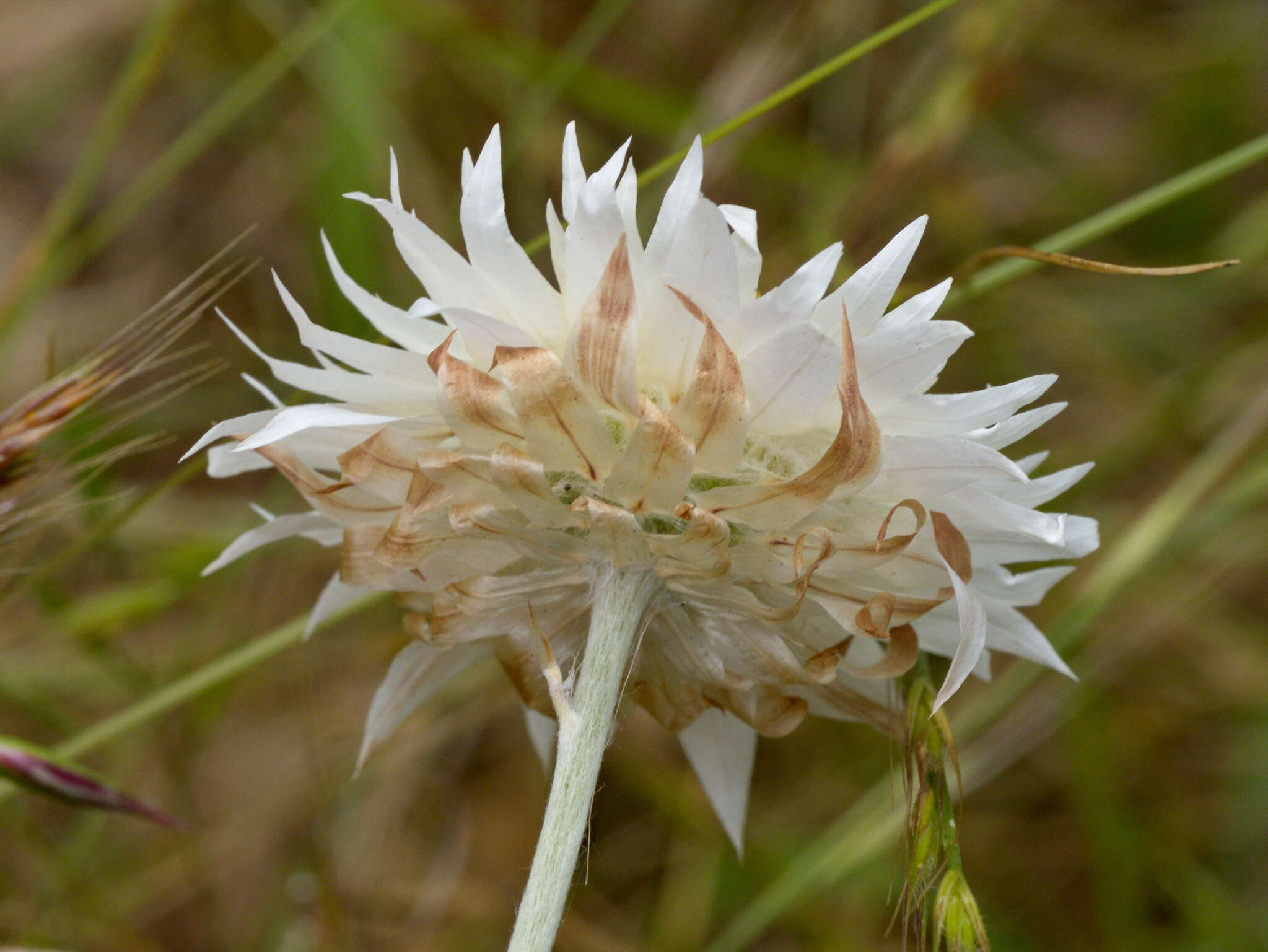 Image of Leucochrysum albicans subsp. tricolor (DC.) N. G. Walsh