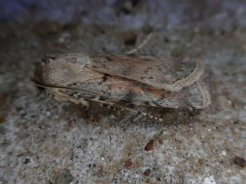 صورة Agrotis semivirens Kozhanchikov 1937