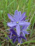 Imagem de Camassia leichtlinii subsp. suksdorfii (Greenm.) Gould