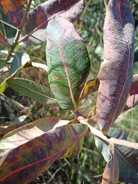 Image of Kielmeyera rubriflora Cambess.