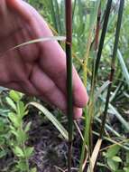 Plancia ëd Andropogon floridanus Scribn.