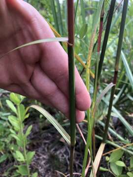 Sivun Andropogon floridanus Scribn. kuva