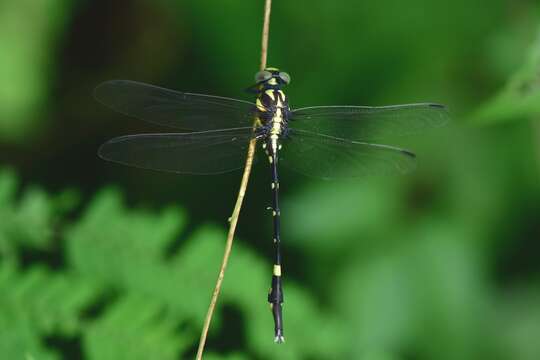 Image of Macrogomphus wynaadicus Fraser 1924