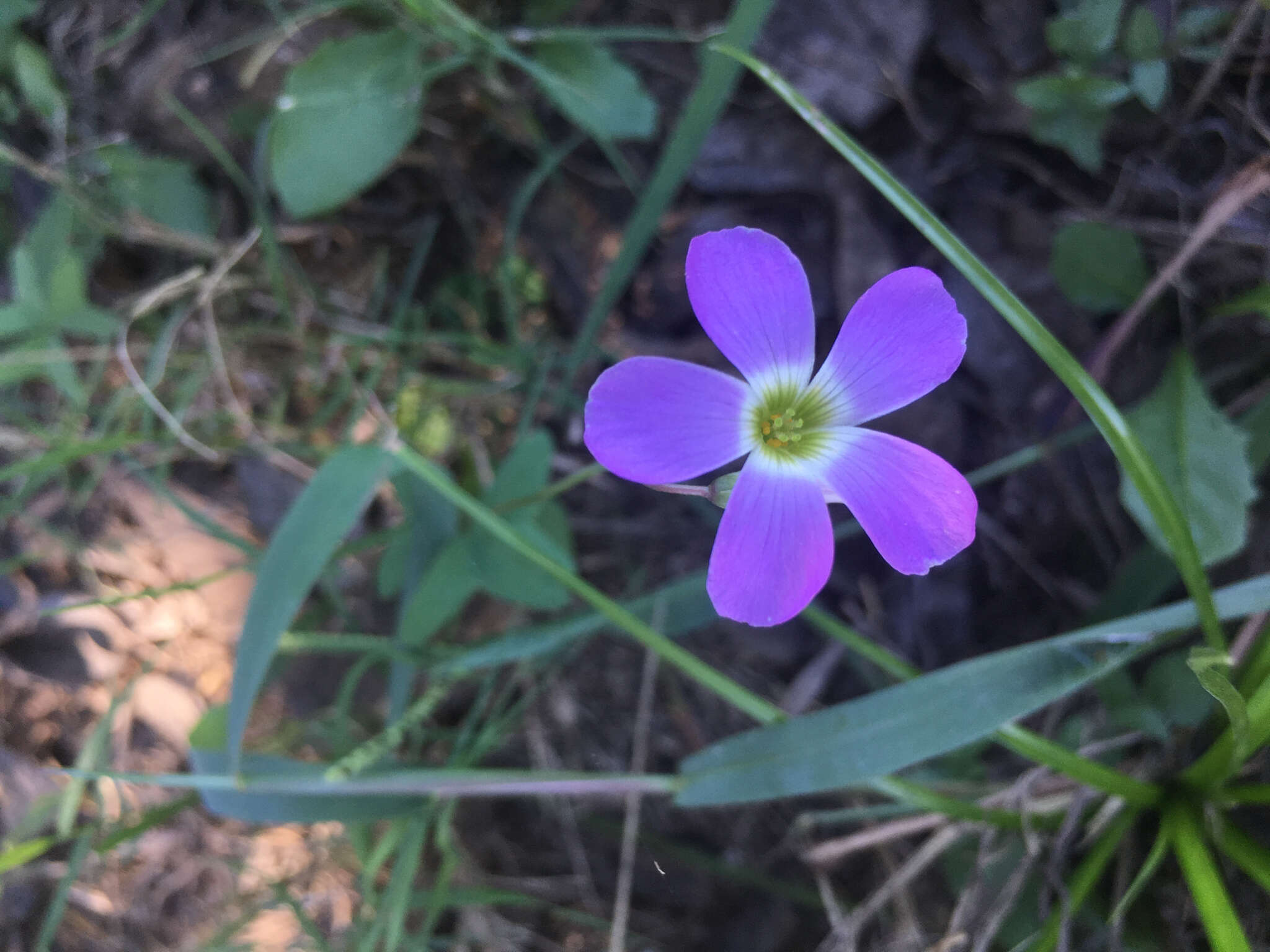 Sivun Oxalis drummondii A. Gray kuva