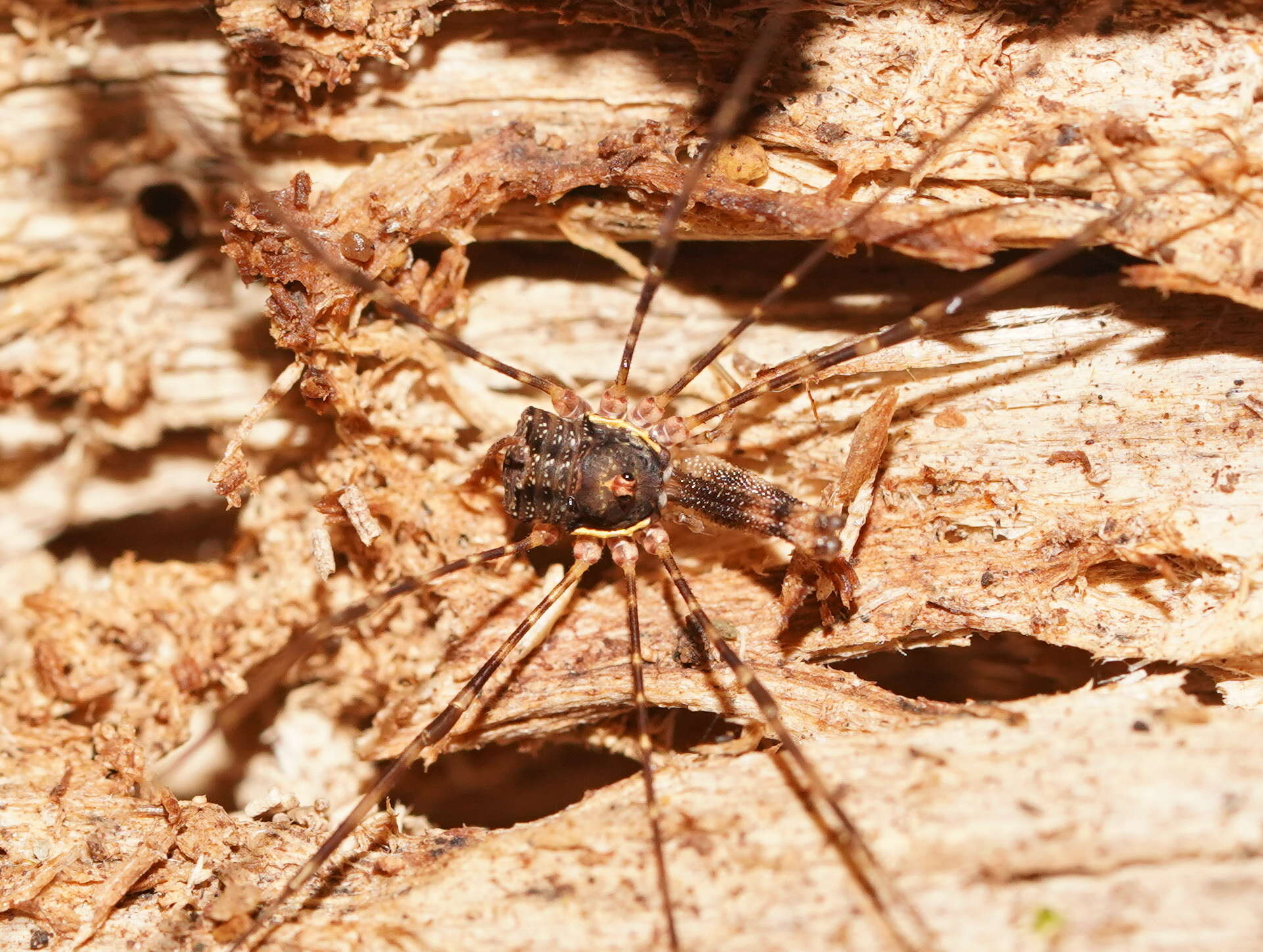 Image of <i>Neopantopsalis thaumatopoios</i>