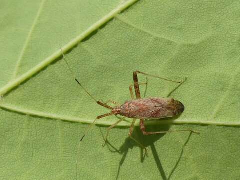 Image of Phytocoris lasiomerus Reuter 1909