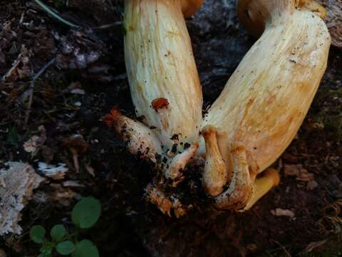 Image of Armillaria sinapina Bérubé & Dessur. 1988