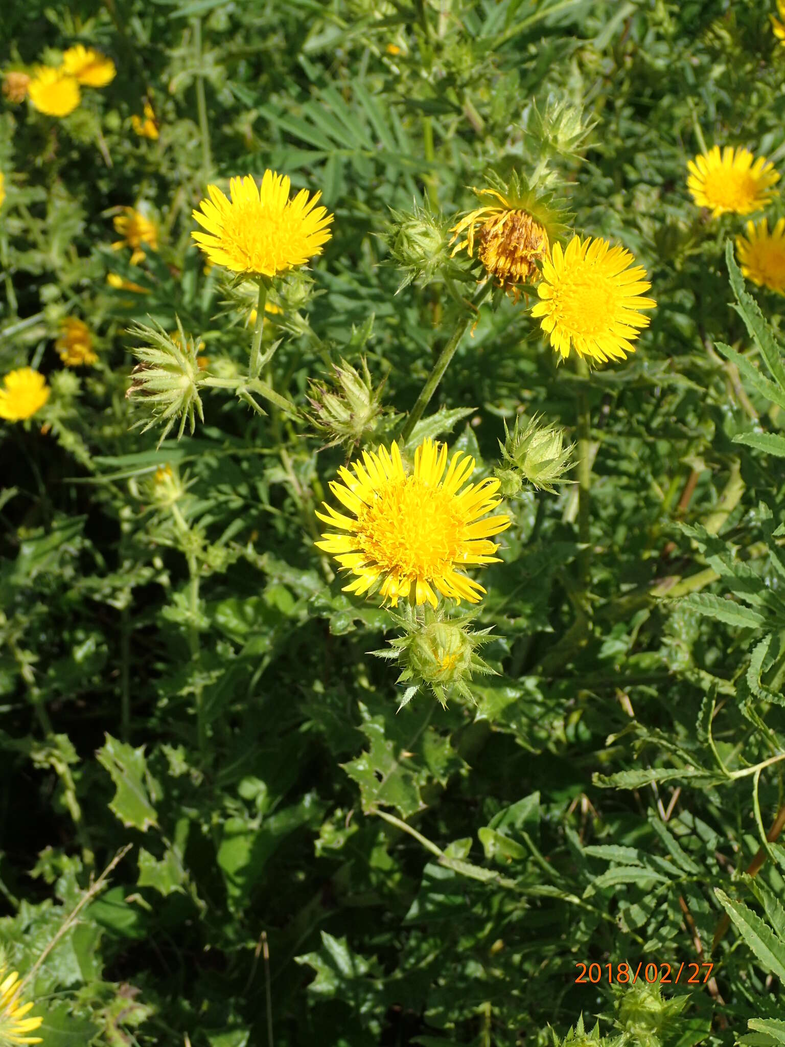 Image of Berkheya erysithales (DC.) Roessler