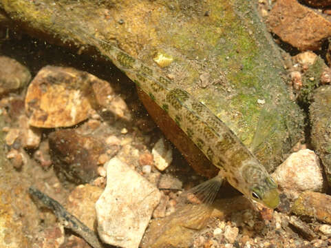 Image of Snubnose Darter