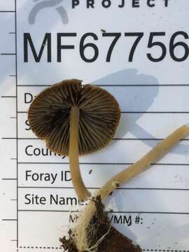 Image of Psathyrella amarescens Arnolds 2003