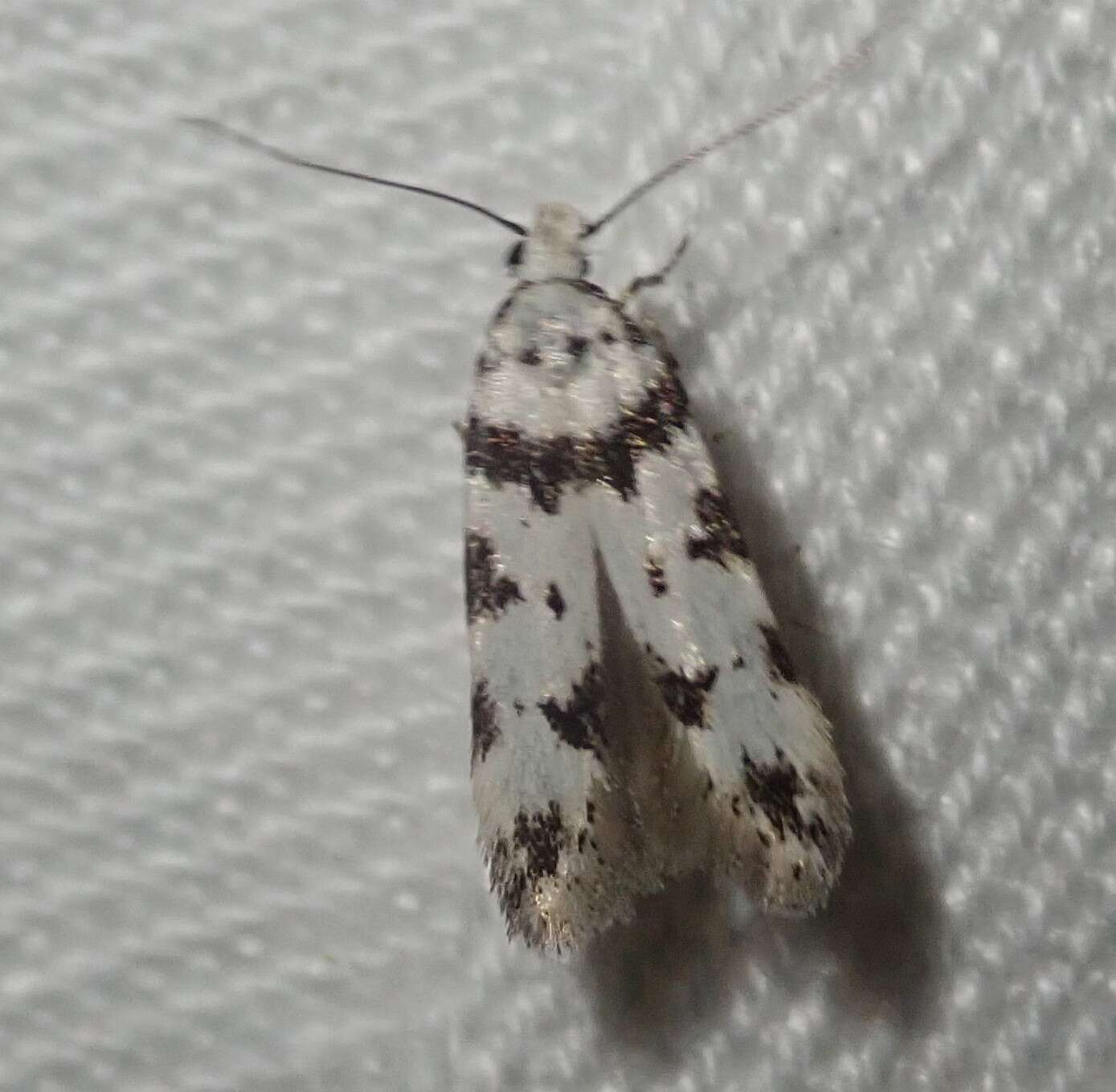 Pseudotelphusa scalella Scopoli 1763的圖片