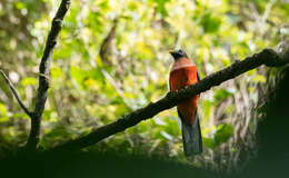 Image de Trogon des Philippines