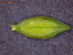 Image of Brook Crown Grass