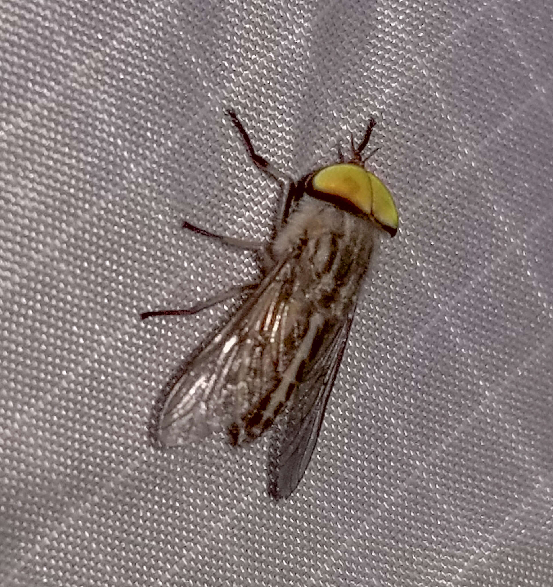 Image of Striped Horse Fly