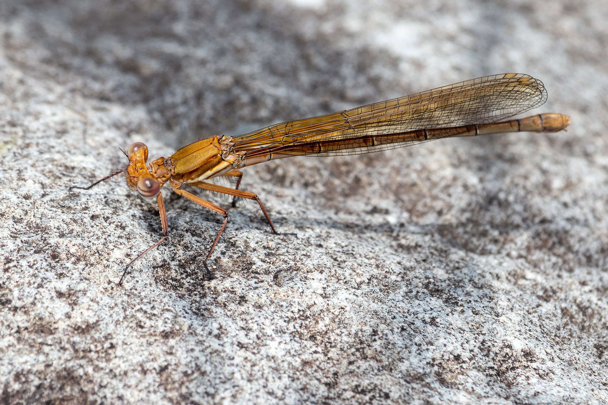 Image of Kubusi stream damsel