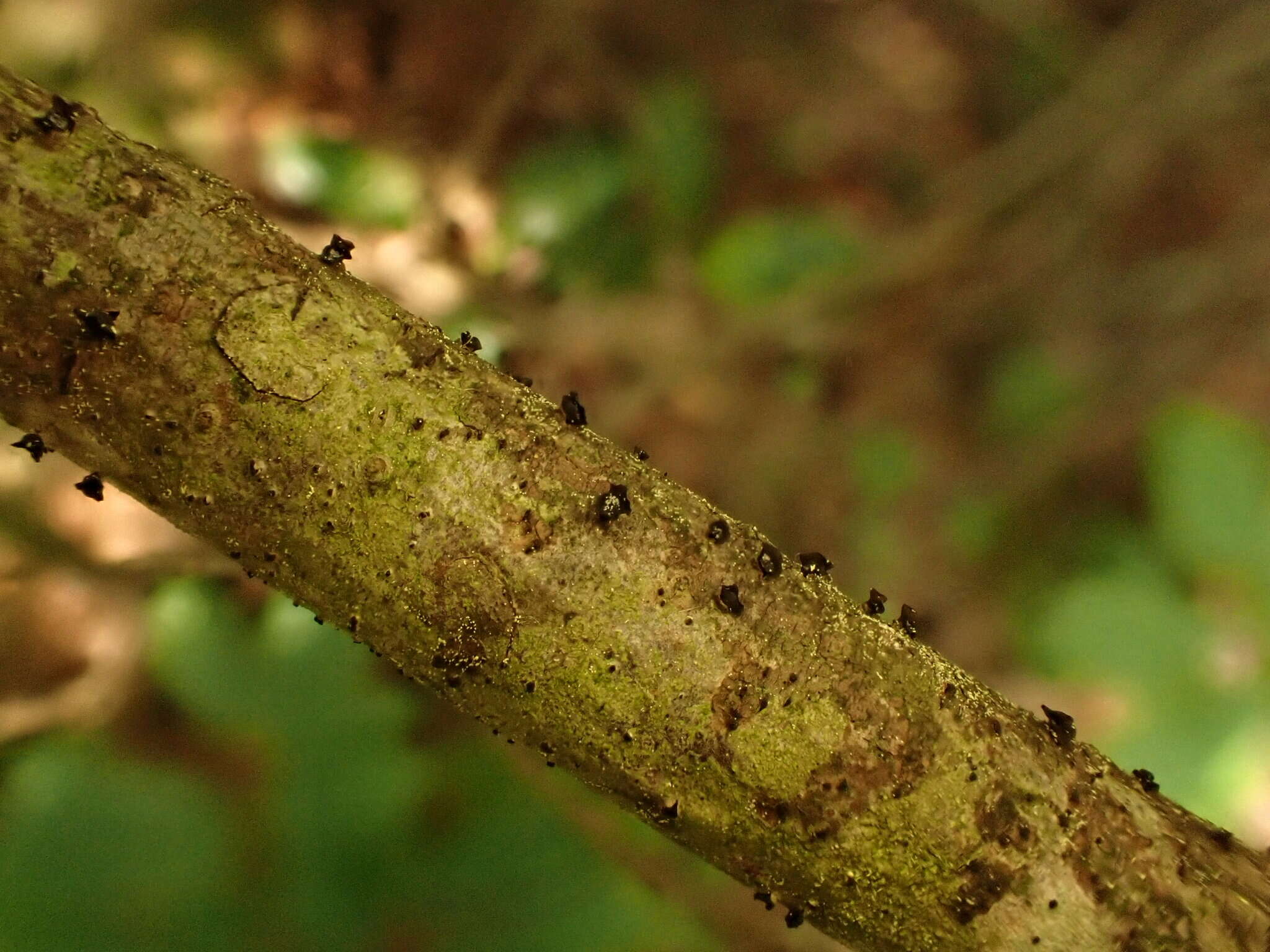 Image of Ascocalyx berenice (Berk. & M. A. Curtis) Baschien 2014