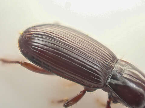 Image of Pterostichus (Leptoferonia) marinensis Hacker 1968