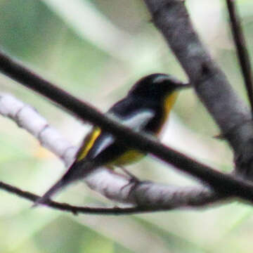 Image de Gobemouche à croupion jaune