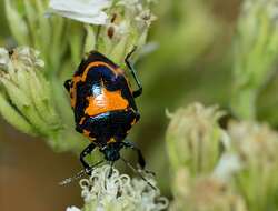 Image of Anchor Stink Bug