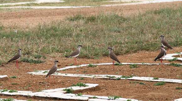 Image of Crowned Lapwing