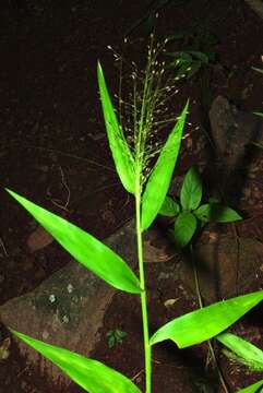 صورة Panicum laticomum Nees