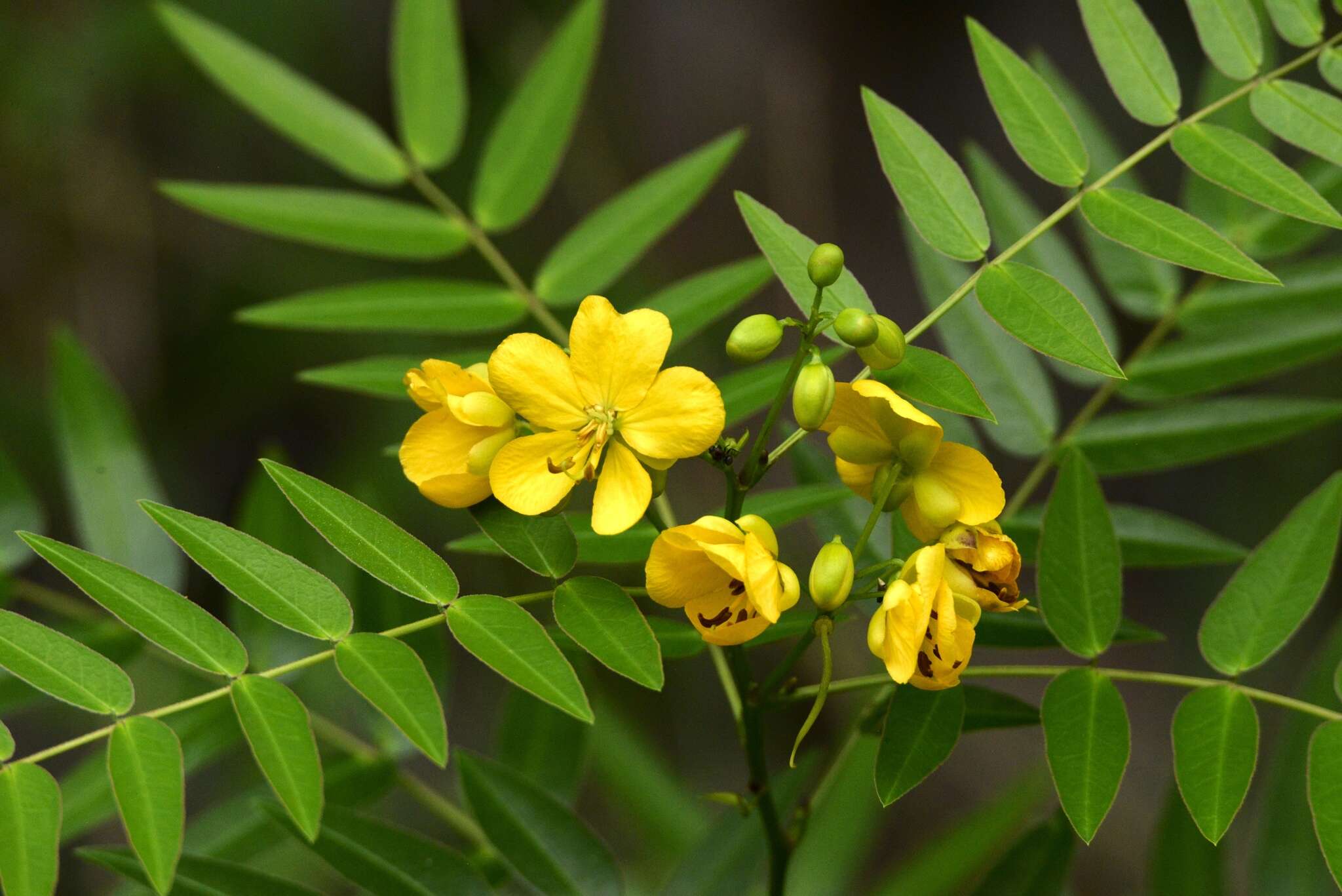 Image of privet senna