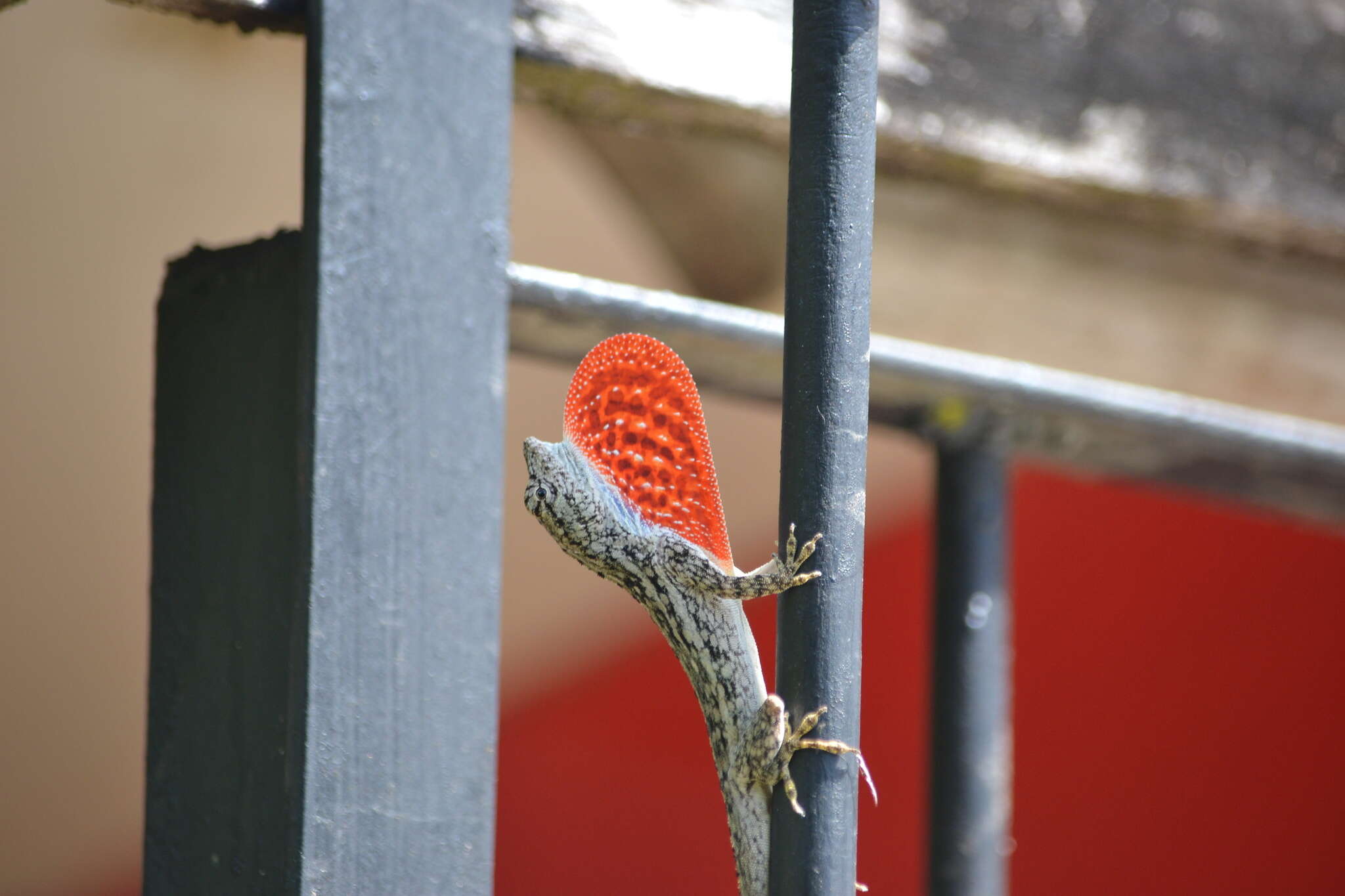 Image of Anolis charlesmyersi Köhler 2010