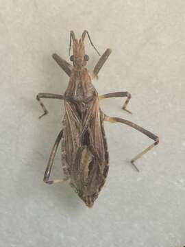 Image of Diaditus tejanus Giacchi 1980