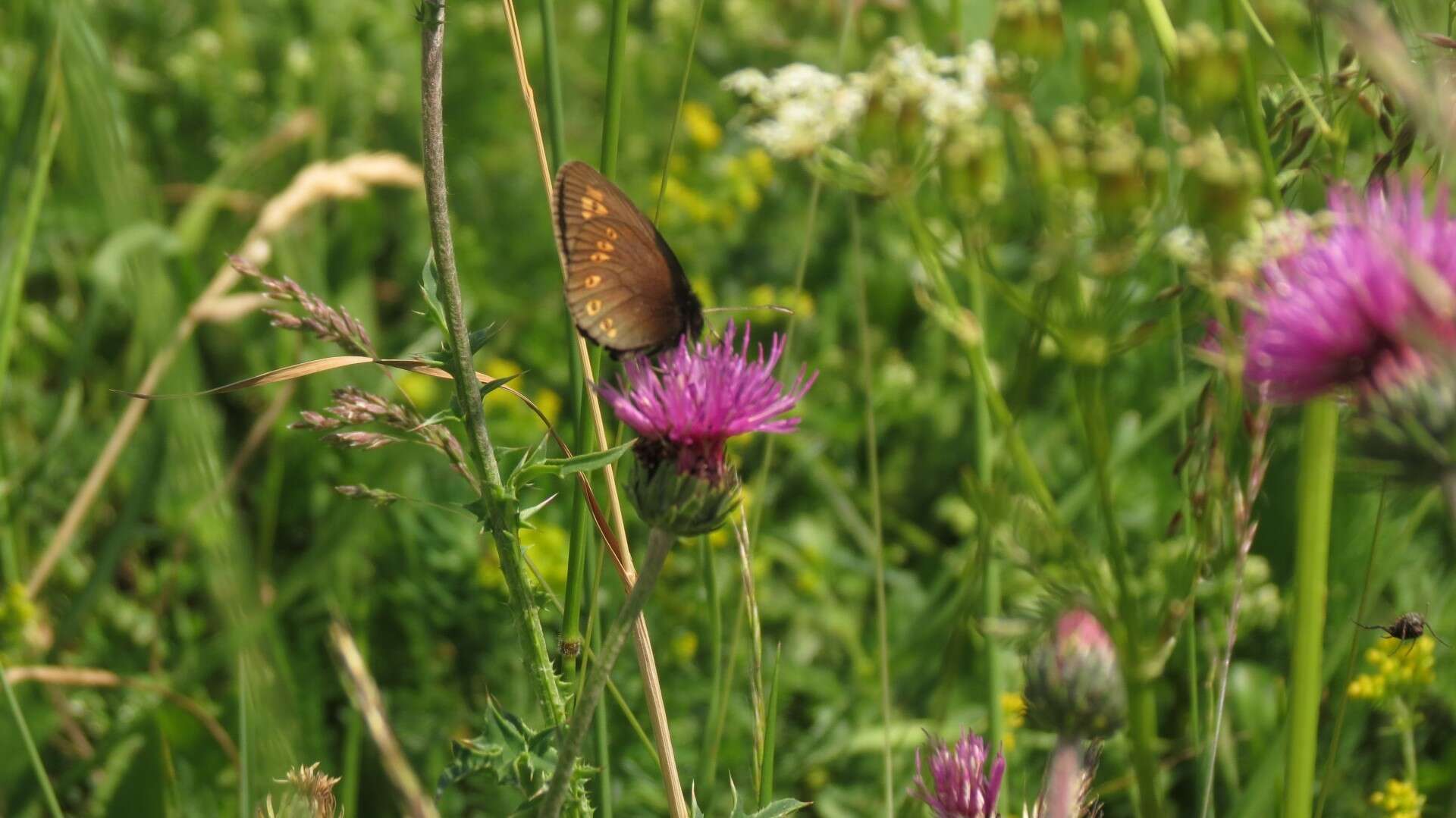 Image of Almond-eyed Ringlet