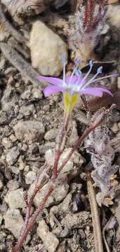 Image of fineflower gilia