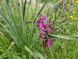 Image of Anacamptis caccabaria (Verg.) H. Kretzschmar, Eccarius & H. Dietr.