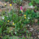 صورة Nemesia lucida Benth.