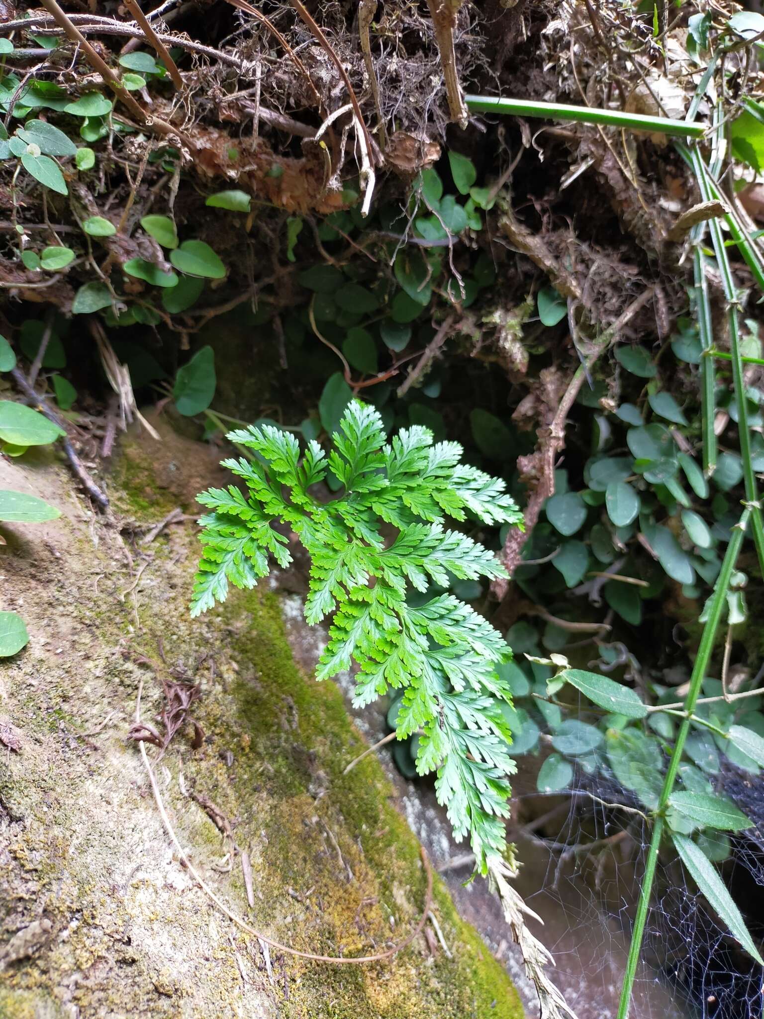 Image of black rabbitsfoot fern