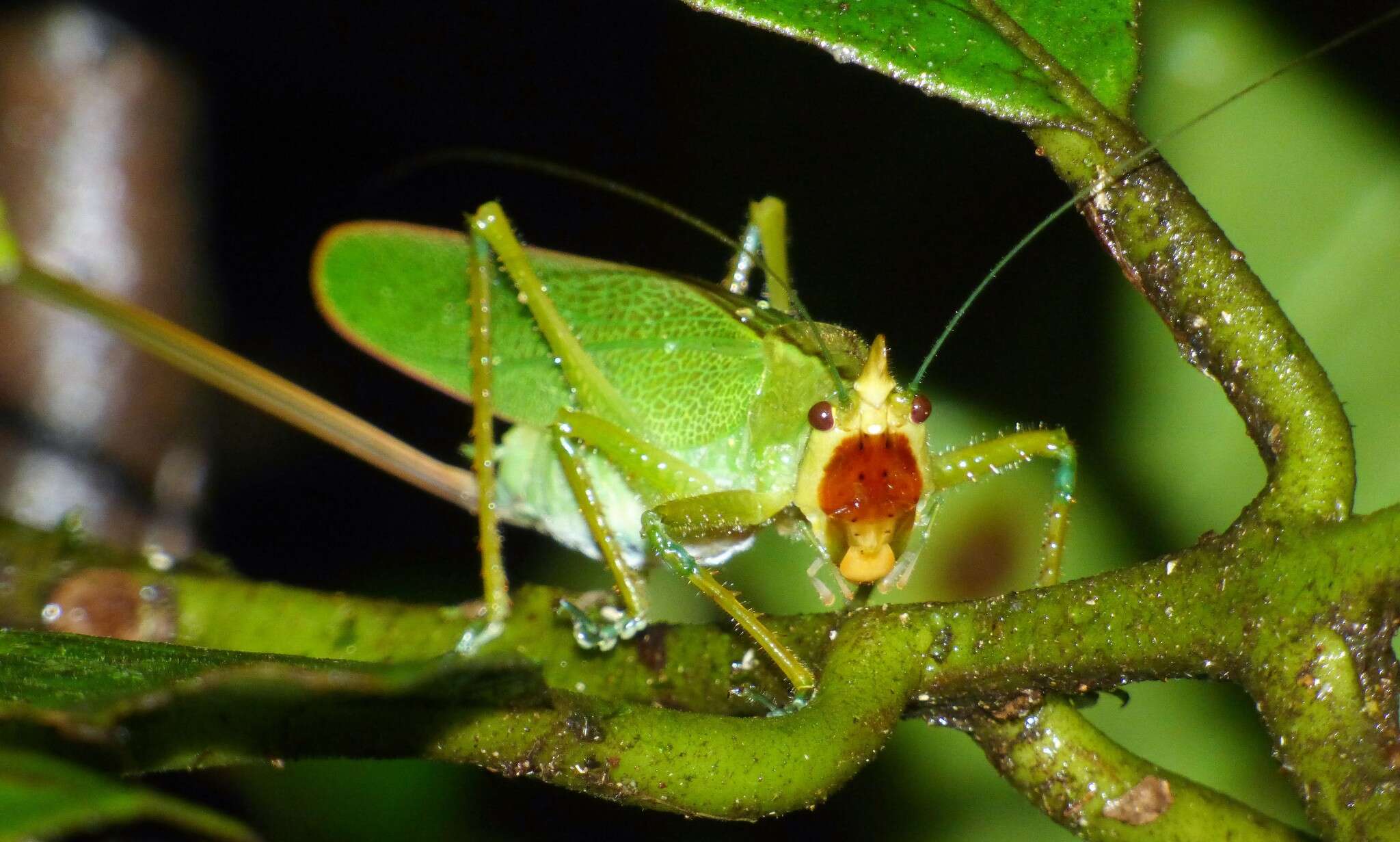 Image de Copiphora hastata Naskrecki 2000