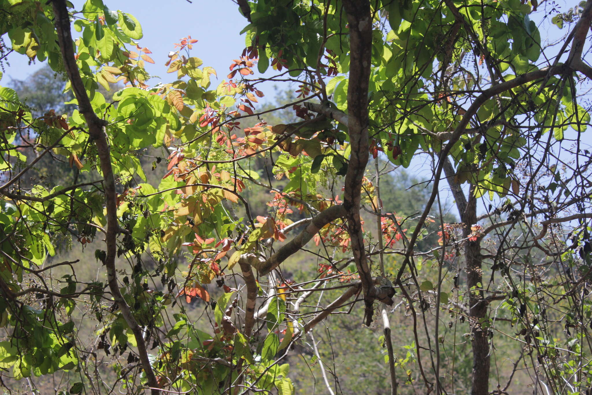 Image of lac tree