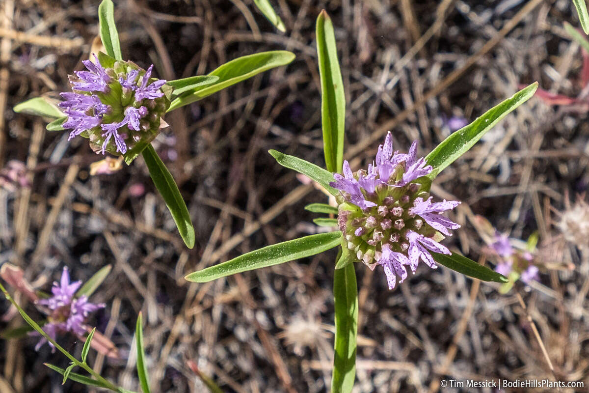 Image of Brewer's monardella