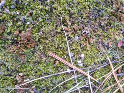 Image of Rocky Mountain spikemoss