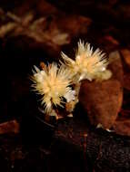 Image de Voyriella parviflora (Miquel) Miquel