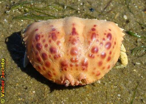 Image of Mediterranean shame-faced crab