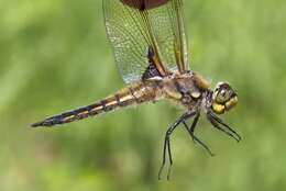 Image of Four-spotted Chaser