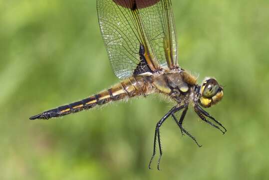 Image of Four-spotted Chaser