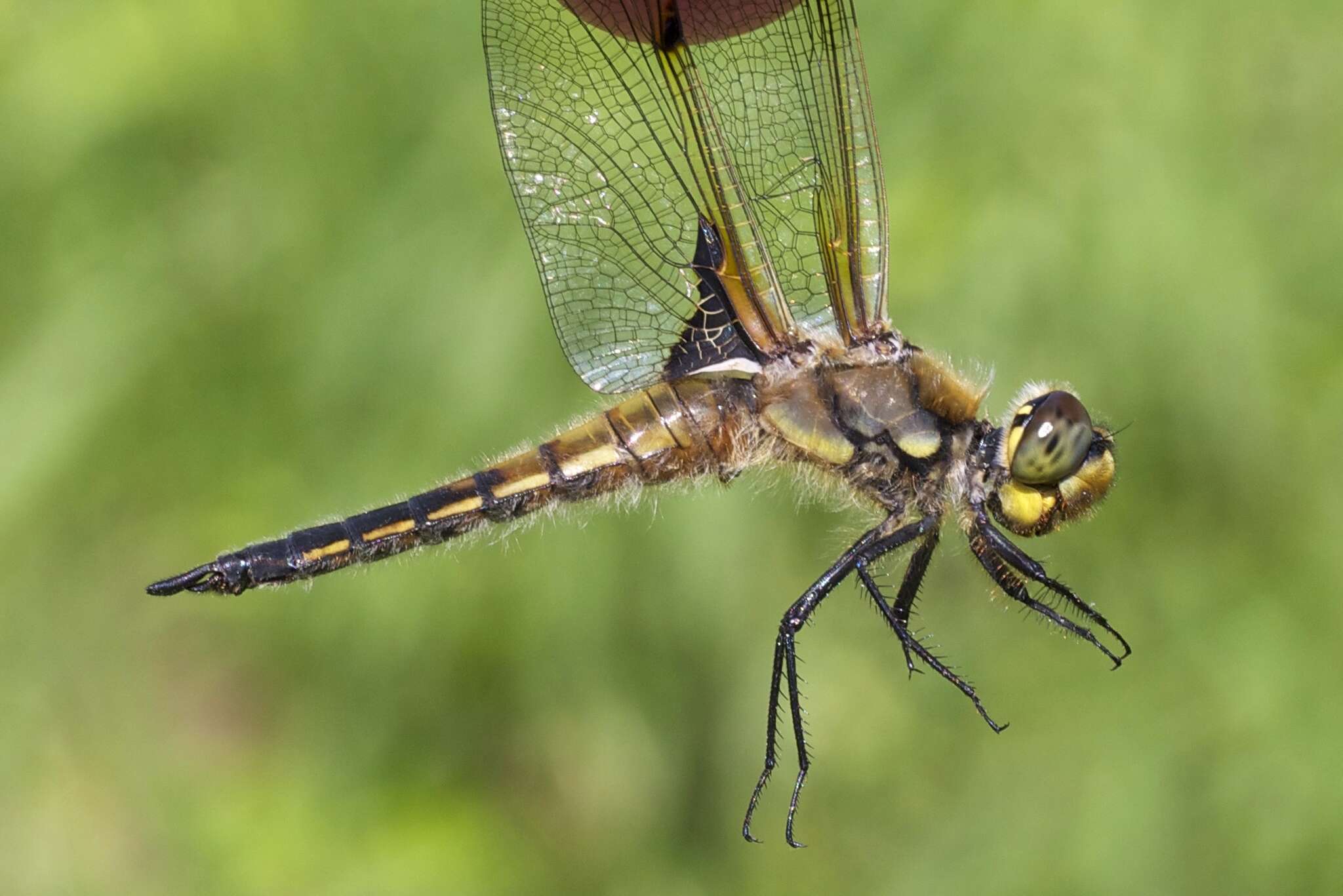 Image of Four-spotted Chaser